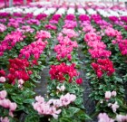 Októbertől indul a ciklámenszezon