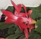 A karácsonyikaktuszról