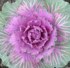 Kedvcsináló a díszkáposztához