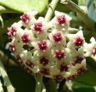 A szobanövények teleltetéséről