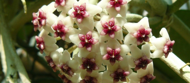 A szobanövények teleltetéséről