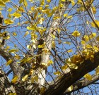 Év végi teendők a kertben