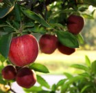 Az a fránya kalcium