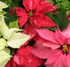 Mikulásvirágot az ünnepekre