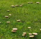 A gomba nem való a díszkertbe