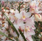 Tápanyagellátással összefüggő fejlődési rendellenességek