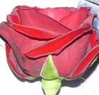 A rózsa növénybetegségei