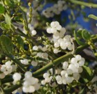 A varázslatos fagyöngy