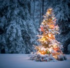 Hosszú életű fenyőfa