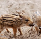 A rémzsinór sem mindenható