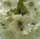 A csonthéjas gyümölcsűek betegségei