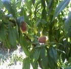 Őszibarack termesztése és metszése