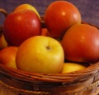 Az alma fontosabb kórokozóiról 