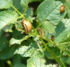 A burgonya morfológiája, termesztése, élettani károsodásai, betegségei, kártevői