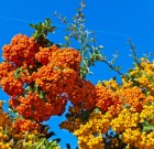 Vasas kesztyűvel a tűztövis ellen