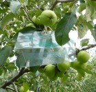 Az alma fontosabb kártevőiről