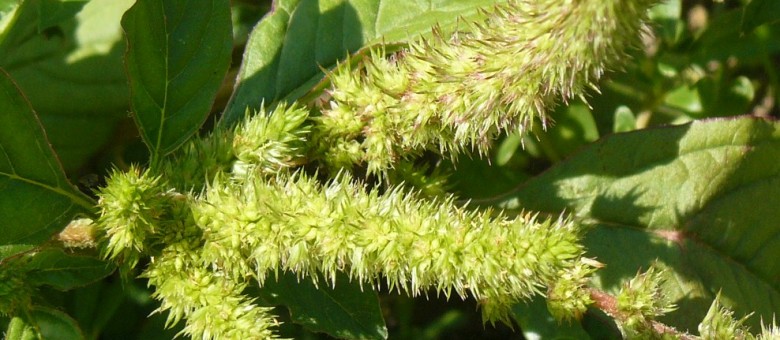 Az alma fontosabb gyomnövényei