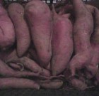 Batáta  téli  tárolása és  ültetése.