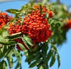 A színes berkenye előrukkolt