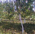 Télen  és  tavasszal a  gyümölcsösben