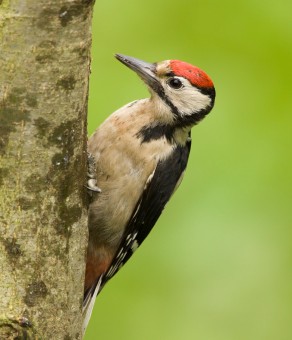 Harkály és meszelő