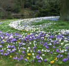 A tavasz elhozza a krókuszt