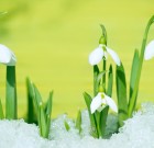 Ha közeleg február, virágzik a hóvirág