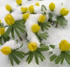 Téltemetőt a díszkertekbe