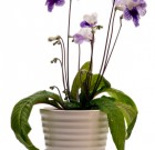 A fokföldi kankalin, mint télen virágzó szobanövény