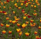 A tulipán ismertetése, ültetése