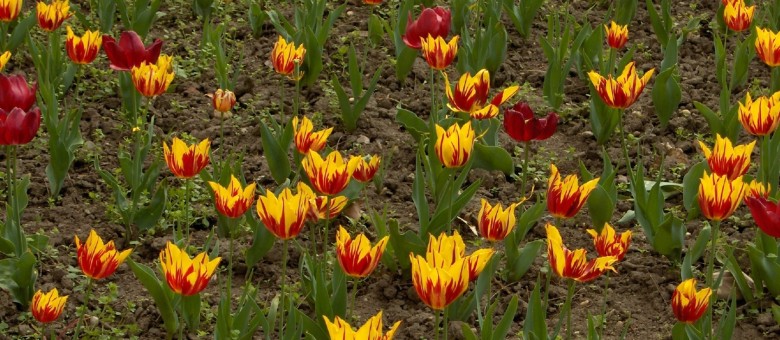 A tulipán ismertetése, ültetése