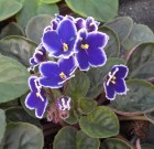 Fokföldi ibolya jelzi a nőnap közeledtét