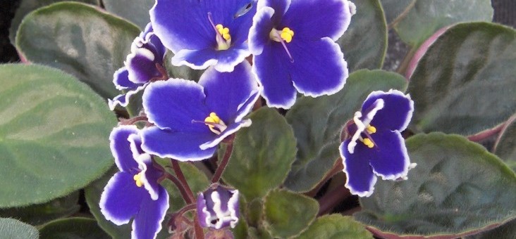 Fokföldi ibolya jelzi a nőnap közeledtét