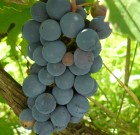 A szőlő kártevői