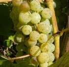 A szőlő gomba betegségei