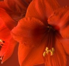 Ha virágos húsvétot szeretnénk