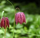 Mérgező sakktáblák