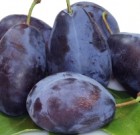 Szilvaműtrágyázás