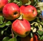 Metszés előtt ismerkedni kell az almafa rügyeivel