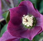 A színpompás hunyor