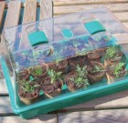 Folytassuk a palántázást. Mini üvegházak.