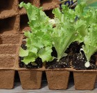 Palánta gondok, avagy mibe is ültessünk?