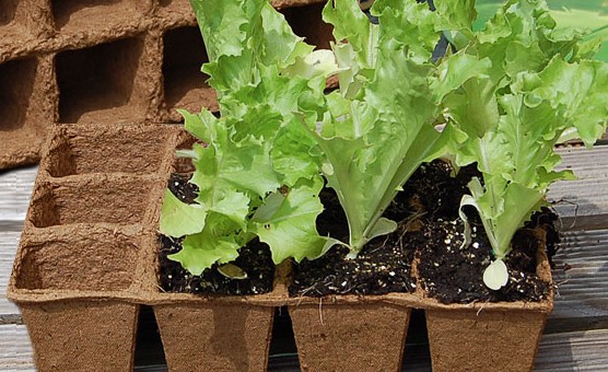 Palánta gondok, avagy mibe is ültessünk?