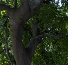 Pollenkoncentráció lecsökkenésével, nyugodtabban lélegezhetünk