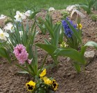 A kerti jácint, leírása, igényei, ültetése