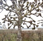 Macskafej a hársfán