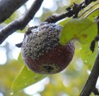 Hamarosan támad a Monilinia fructigena