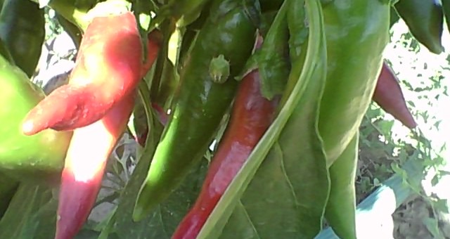 Fűszerpaprika termesztése