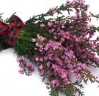 A közönséges csarab