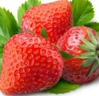 A négykézlábasok értékes rügyei